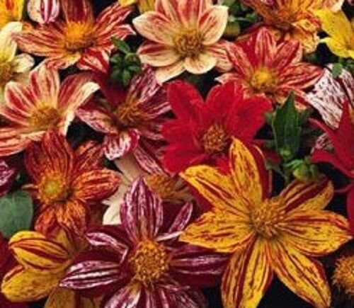 New 20 Fireworks Dahlia Flower Seed Mix Hardy Annual