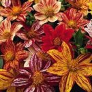 New 20 Fireworks Dahlia Flower Seed Mix Hardy Annual