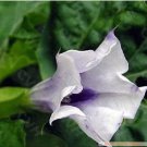New 20 Angels Trumpet Datura Flower Seeds Annual