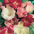 50 Mountain Garland Clarkia Flower Seeds Mix Re Seeding Annual Godetia