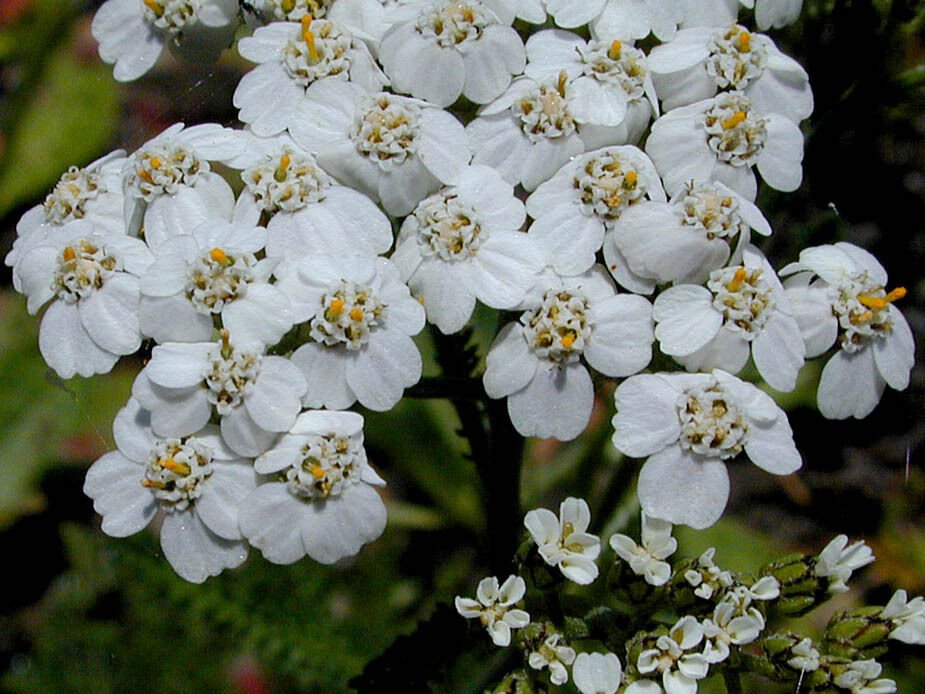 50 Pure White Achillea Yarrow Flower Seeds Perennial Deer Resistant