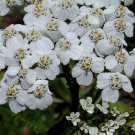 50 Pure White Achillea Yarrow Flower Seeds Perennial Deer Resistant