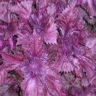 100 Perilla Frutescens Flower Seeds Annual 2000 Times As Sweet As Sugar