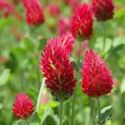 100 Crimson Red Clover Flower Seeds Perennial Great Gift