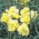 30 Carnation Grenadin Yellow Evergreen Perennial Flower Seeds Scented Gift