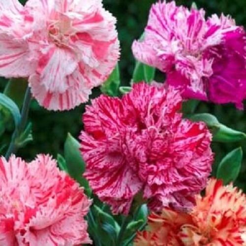 30 Carnation Chabaud Picotee Mix Perennial Flower Seeds Great Gift