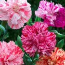 30 Carnation Chabaud Picotee Mix Perennial Flower Seeds Great Gift