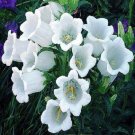 50 Pure White Campanula Canterbury Bells Perennial Flower Seeds Gift