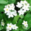 30 Pure White Forget Me Not Flower Seeds Perennial Myosotis