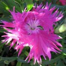 30 Dianthus Superbus Rose Carnation Flower Seeds Perennial Great Gift