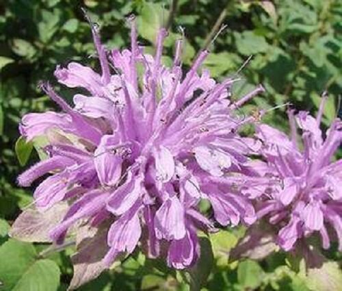 50 Lilac Monarda Bee Balm Flower Seeds Deer Resistant Perennial Lemon Scent