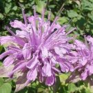 50 Lilac Monarda Bee Balm Flower Seeds Deer Resistant Perennial Lemon Scent