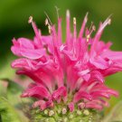50 Pink Monarda Bee Balm Flower Seeds Deer Resistant Perennial Great Gift