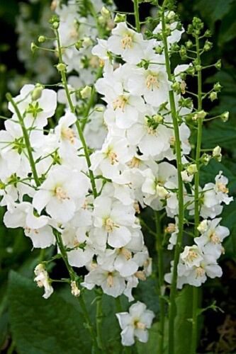 50 Verbascum White Bride Flower Seeds Deer Resistant Perernnial Great Gift