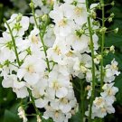 50 Verbascum White Bride Flower Seeds Deer Resistant Perernnial Great Gift