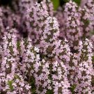 75 Thymus Vulgaris Thyme Flower Seeds Herb Seeds Great Gift