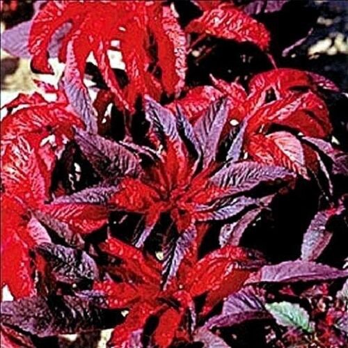 50 Amaranthus Molten Fire Flower Seeds Annual Most Colorful