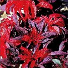 50 Amaranthus Molten Fire Flower Seeds Annual Most Colorful