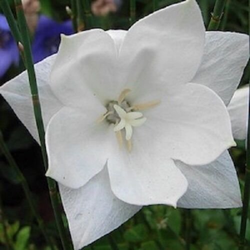 40 White Platycodon Double Balloon Flower Seeds Perennial