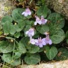 100 Cymbalaria Kenilworth Ivy Flower Seeds Perennial