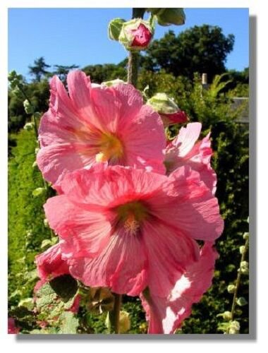 Rose 11 Ft Tall 30 Giant Danish Hollyhock Flower Seeds