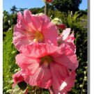 Rose 11 Ft Tall 30 Giant Danish Hollyhock Flower Seeds