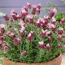 Most Fragrant 30 Red Lavender Flower Seeds Perennial