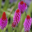 25 Orchid Primrose Primula Vialii Flower Seeds Perennial
