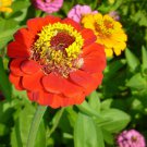 New 30 Giant Neon Orange Zinnia Flower Seeds Long Lasting Annual