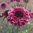 25 Beaujolais Bonnets Scabiosa Pincushion Flower Seeds Perennial