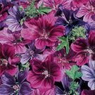 20 Mystic Merlin Flower Seeds Mix Malva Perennial