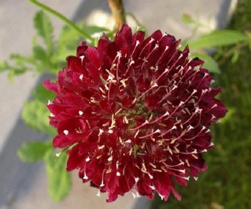 25 Fire King Scabiosa Pincushion Flower Seeds Perennial