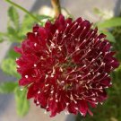 25 Fire King Scabiosa Pincushion Flower Seeds Perennial