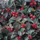 35 Wintergreen Flower Seeds Perennial