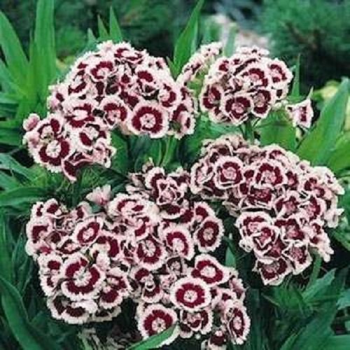 40 Dianthus Holborn Miniature Carnation Flower Seeds Perennial