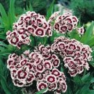 40 Dianthus Holborn Miniature Carnation Flower Seeds Perennial
