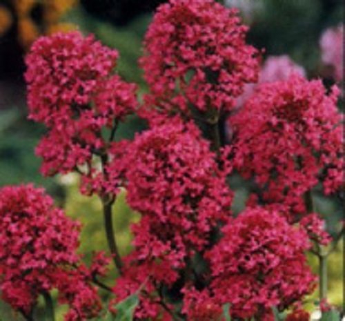 40 Red Jupiters Beard Centranthus Flower Seeds Perennial