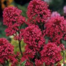40 Red Jupiters Beard Centranthus Flower Seeds Perennial