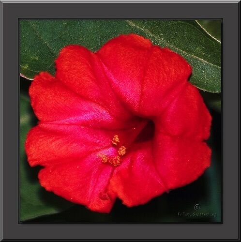 New 40 Scarlet Red Four O Clock Flower Seeds Mirabilis Jalapa Perennial