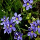 30 Blue Eyed Grass Sisyrinchium Flower Seeds Perennial