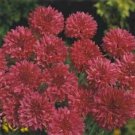 35 Bold Red Bachelors Button Cornflower Flower Seed Long Lasting Annual