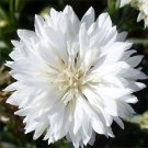 35 Pure White Bachelors Button Cornflower Flower Seed Long Lasting Annual
