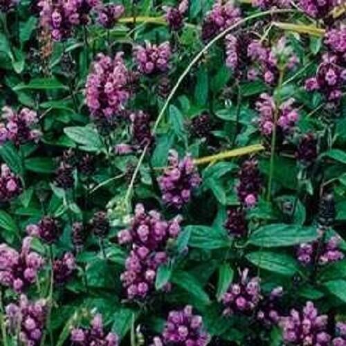 30 Prunella Rubra Flower Seed Ground Cover Perennial