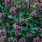 30 Prunella Rubra Flower Seed Ground Cover Perennial