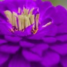 New 35 Purple Prince Zinnia Elegans Flower Seeds