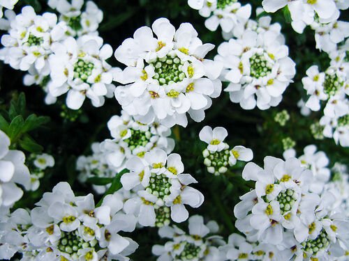 Pure White Sweet Fragrant Alyssum Flower Seed Perennial