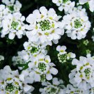 Pure White Sweet Fragrant Alyssum Flower Seed Perennial