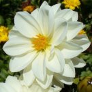 New 15 Pure White Dahlia Flower Seeds Mignon