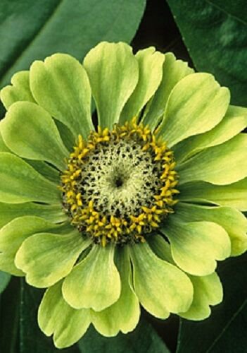 New 30 Giant Lime Green Envy Zinnia Flower Seeds Long Lasting Annual