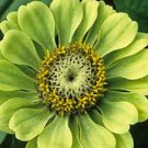 New 30 Giant Lime Green Envy Zinnia Flower Seeds Long Lasting Annual